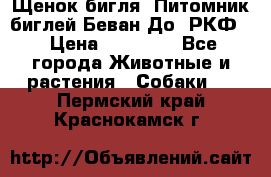 Щенок бигля. Питомник биглей Беван-До (РКФ) › Цена ­ 20 000 - Все города Животные и растения » Собаки   . Пермский край,Краснокамск г.